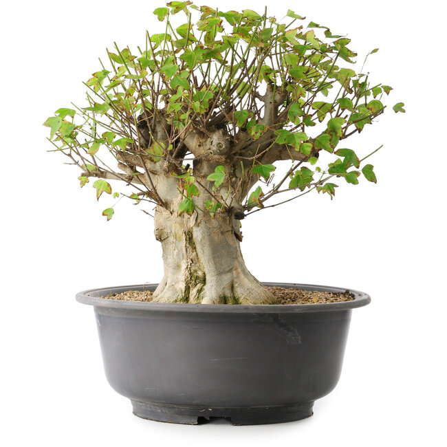 Acer buergerianum, 39 cm, ± 35 Jahre alt, mit einem Nebari von 18,5 cm