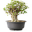 Acer buergerianum, 39 cm, ± 35 años, con un nebari de 18,5 cm