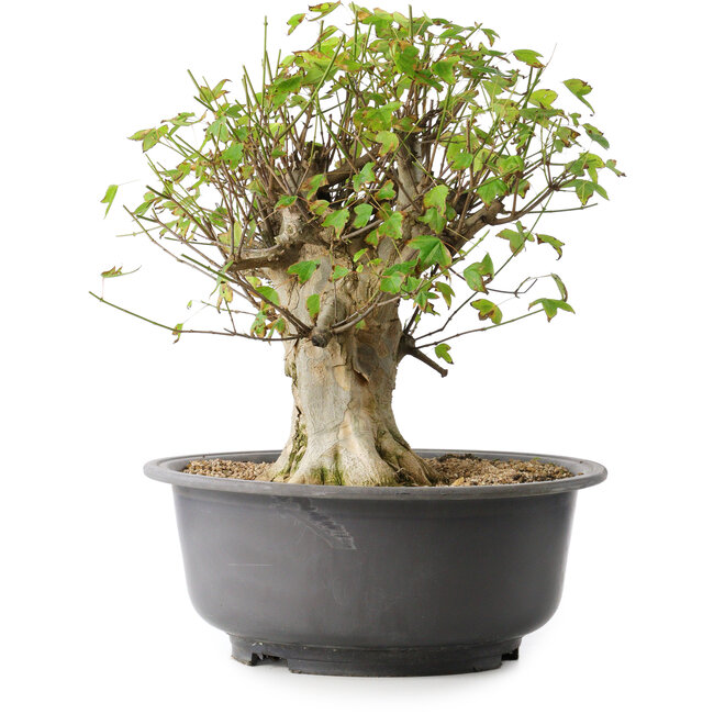 Acer buergerianum, 39 cm, ± 35 Jahre alt, mit einem Nebari von 18,5 cm