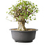 Acer buergerianum, 39 cm, ± 35 años, con un nebari de 18,5 cm