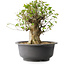 Acer buergerianum, 39 cm, ± 35 años, con un nebari de 18,5 cm
