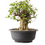Acer buergerianum, 39 cm, ± 35 años, con un nebari de 18,5 cm