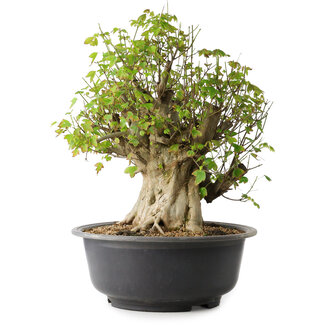 Acer buergerianum, 44,5 cm, ± 35 años
