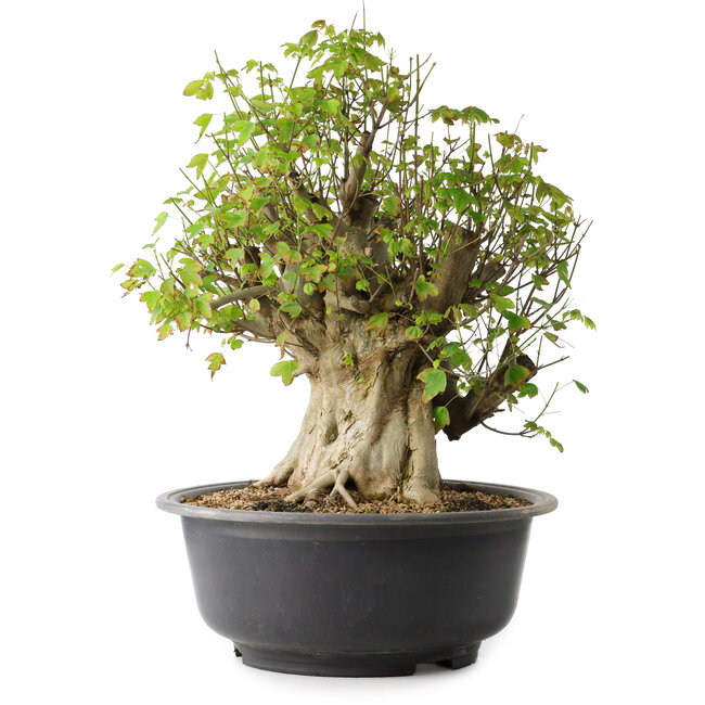 Acer buergerianum, 44,5 cm, ± 35 años, con un nebari de 19,5 cm