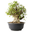 Acer buergerianum, 44,5 cm, ± 35 años, con un nebari de 19,5 cm