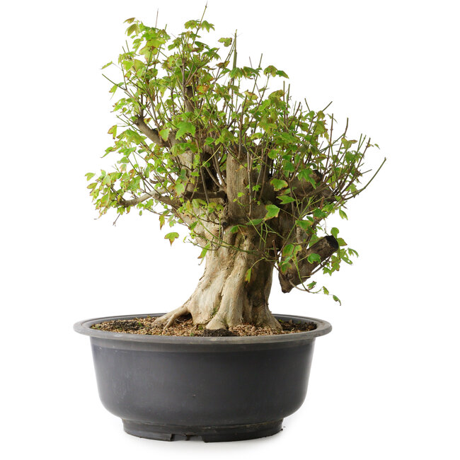 Acer buergerianum, 44,5 cm, ± 35 jaar oud, met een nebari van 19,5 cm