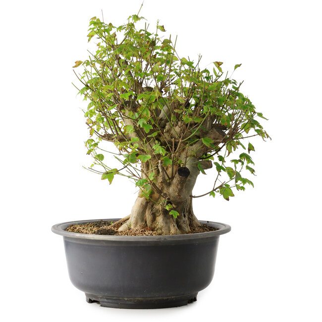Acer buergerianum, 44,5 cm, ± 35 ans, avec un nebari de 19,5 cm