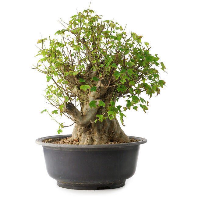 Acer buergerianum, 44,5 cm, ± 35 jaar oud, met een nebari van 19,5 cm