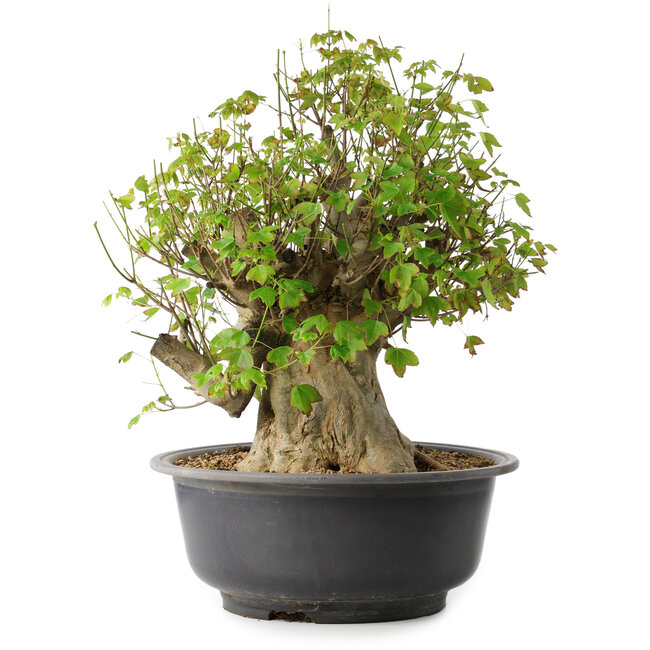 Acer buergerianum, 44,5 cm, ± 35 Jahre alt, mit einem Nebari von 19,5 cm