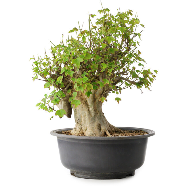 Acer buergerianum, 44,5 cm, ± 35 jaar oud, met een nebari van 19,5 cm