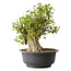 Acer buergerianum, 44,5 cm, ± 35 años, con un nebari de 19,5 cm
