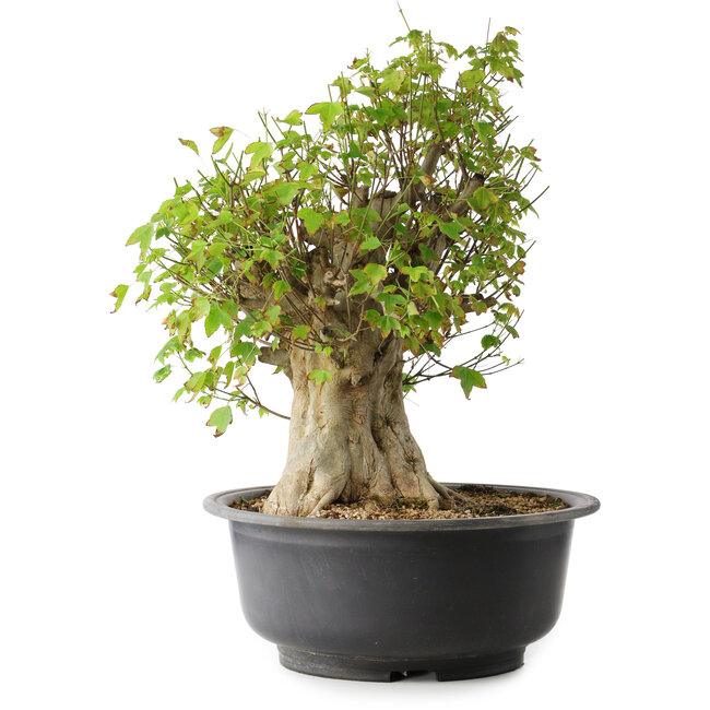 Acer buergerianum, 44,5 cm, ± 35 Jahre alt, mit einem Nebari von 19,5 cm