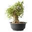 Acer buergerianum, 44,5 cm, ± 35 años, con un nebari de 19,5 cm