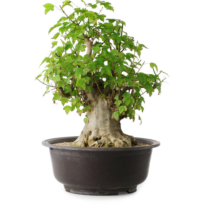 Acer buergerianum, 45 cm, ± 35 ans, avec un nebari de 20,5 cm