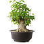 Acer buergerianum, 45 cm, ± 35 años, con un nebari de 20,5 cm