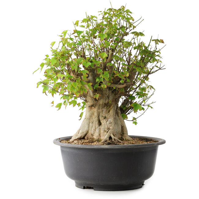 Acer buergerianum, 44,5 cm, ± 35 ans, avec un nebari de 19,5 cm