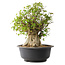Acer buergerianum, 44,5 cm, ± 35 años, con un nebari de 19,5 cm