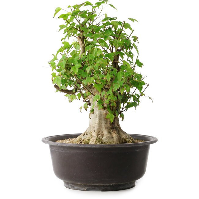 Acer buergerianum, 45 cm, ± 35 Jahre alt, mit einem Nebari von 20,5 cm