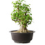 Acer buergerianum, 45 cm, ± 35 años, con un nebari de 20,5 cm