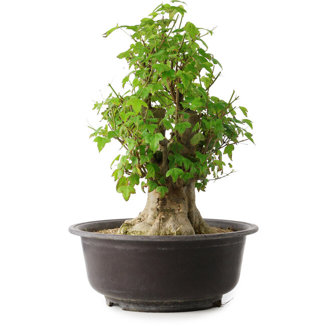 Acer buergerianum, 45 cm, ± 35 years old, with a nebari of 20,5 cm
