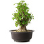 Acer buergerianum, 45 cm, ± 35 años, con un nebari de 20,5 cm