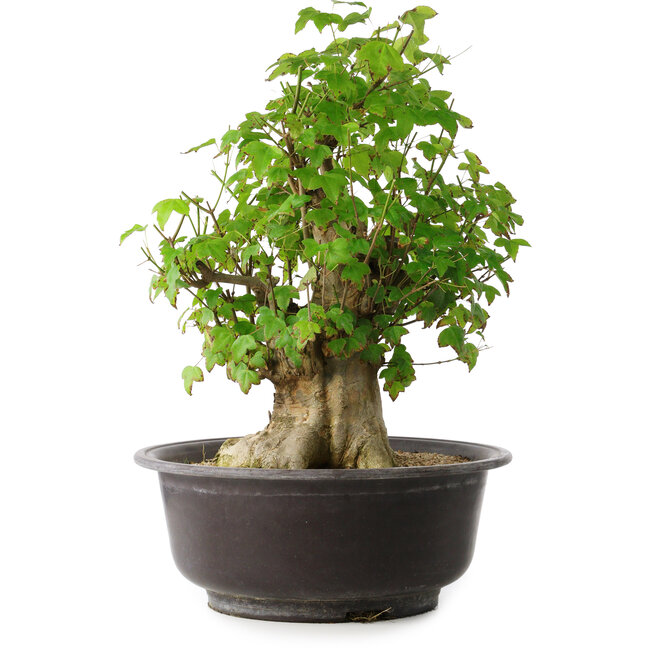 Acer buergerianum, 45 cm, ± 35 Jahre alt, mit einem Nebari von 20,5 cm