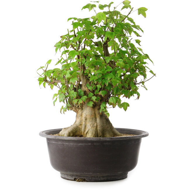 Acer buergerianum, 45 cm, ± 35 Jahre alt, mit einem Nebari von 20,5 cm