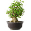 Acer buergerianum, 45 cm, ± 35 años, con un nebari de 20,5 cm