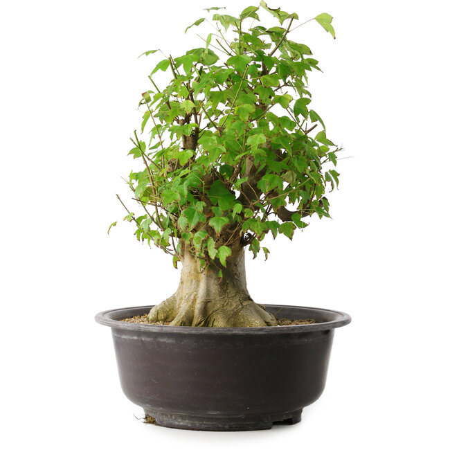 Acer buergerianum, 45 cm, ± 35 ans, avec un nebari de 20,5 cm