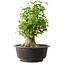 Acer buergerianum, 45 cm, ± 35 años, con un nebari de 20,5 cm