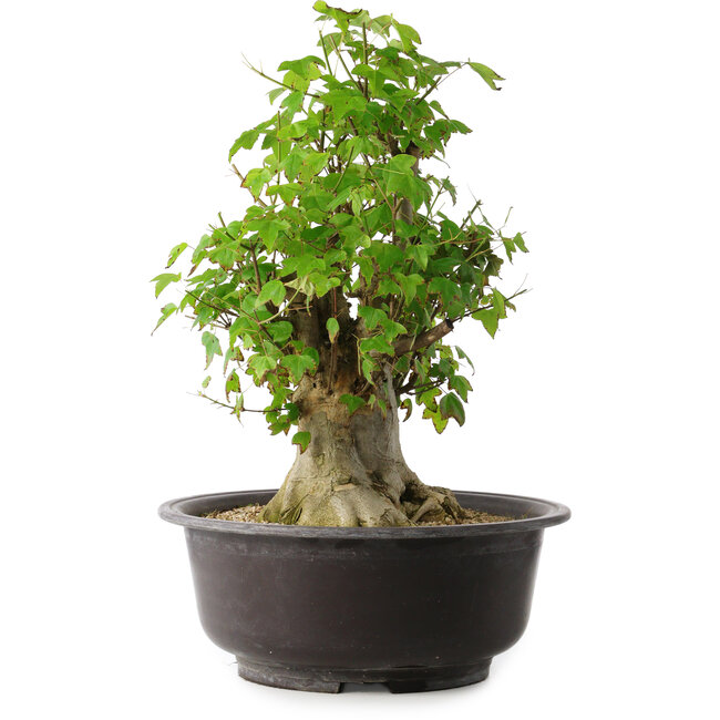 Acer buergerianum, 45 cm, ± 35 ans, avec un nebari de 20,5 cm