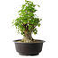 Acer buergerianum, 45 cm, ± 35 años, con un nebari de 20,5 cm