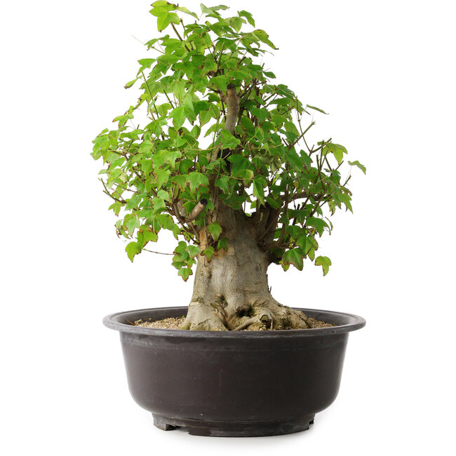 Acer buergerianum, 45 cm, ± 35 Jahre alt, mit einem Nebari von 20,5 cm