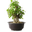 Acer buergerianum, 45 cm, ± 35 años, con un nebari de 20,5 cm