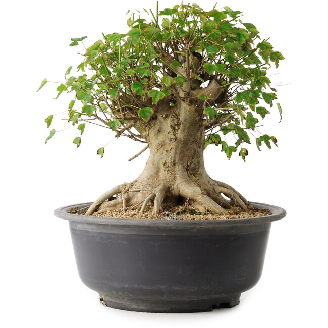 Acer buergerianum, 33,5 cm, ± 35 Jahre alt, mit einem Nebari von 27 cm