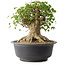 Acer buergerianum, 33,5 cm, ± 35 años, con un nebari de 27 cm