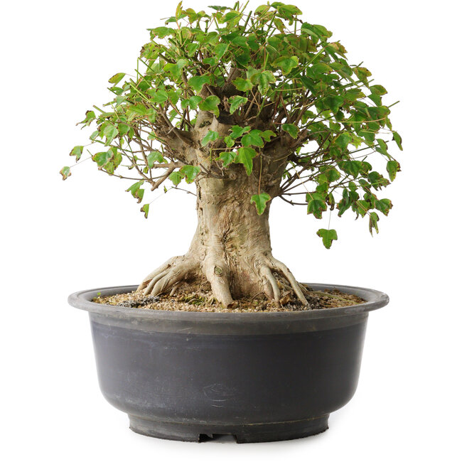Acer buergerianum, 33,5 cm, ± 35 jaar oud, met een nebari van 27 cm