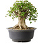 Acer buergerianum, 33,5 cm, ± 35 años, con un nebari de 27 cm