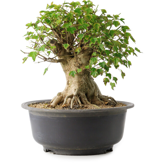 Acer buergerianum, 33,5 cm, ± 35 jaar oud, met een nebari van 27 cm