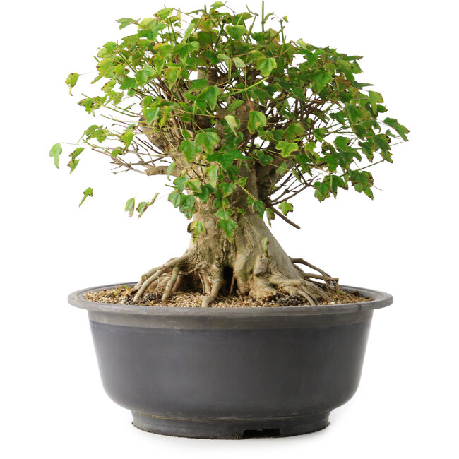 Acer buergerianum, 33,5 cm, ± 35 years old, with a nebari of 27 cm