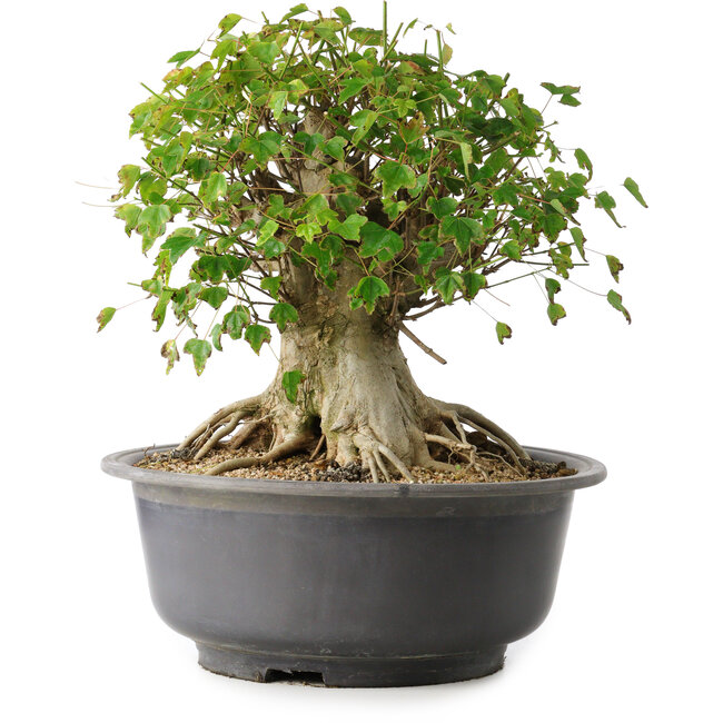 Acer buergerianum, 33,5 cm, ± 35 ans, avec un nebari de 27 cm