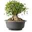 Acer buergerianum, 33,5 cm, ± 35 años, con un nebari de 27 cm
