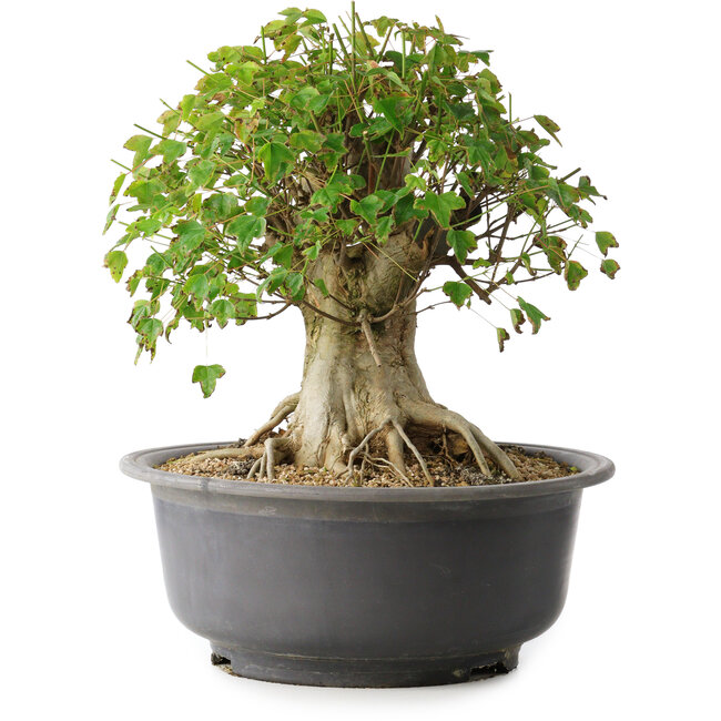 Acer buergerianum, 33,5 cm, ± 35 anni, con un nebari di 27 cm