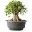 Acer buergerianum, 33,5 cm, ± 35 años, con un nebari de 27 cm