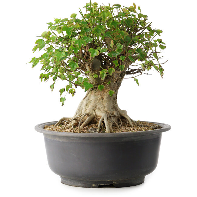 Acer buergerianum, 33,5 cm, ± 35 anni, con un nebari di 27 cm