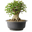 Acer buergerianum, 33,5 cm, ± 35 años, con un nebari de 27 cm