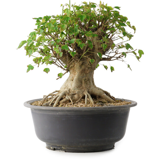 Acer buergerianum, 33,5 cm, ± 35 años, con un nebari de 27 cm