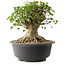 Acer buergerianum, 33,5 cm, ± 35 años, con un nebari de 27 cm