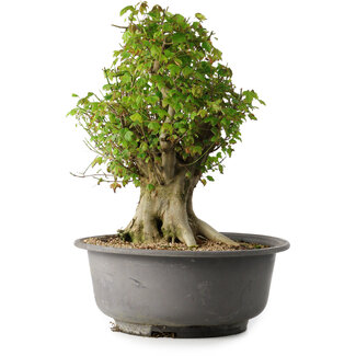 Acer buergerianum, 42,5 cm, ± 35 años