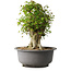 Acer buergerianum, 42,5 cm, ± 35 años, con un nebari de 22 cm